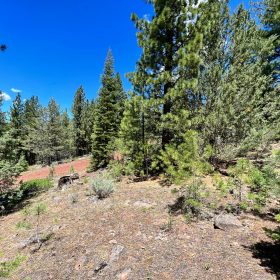 Beautiful California Pines in Modoc County, CA