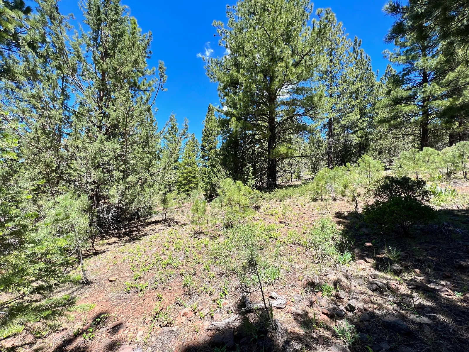 Beautiful California Pines in Modoc County, CA