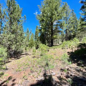 Beautiful California Pines in Modoc County, CA
