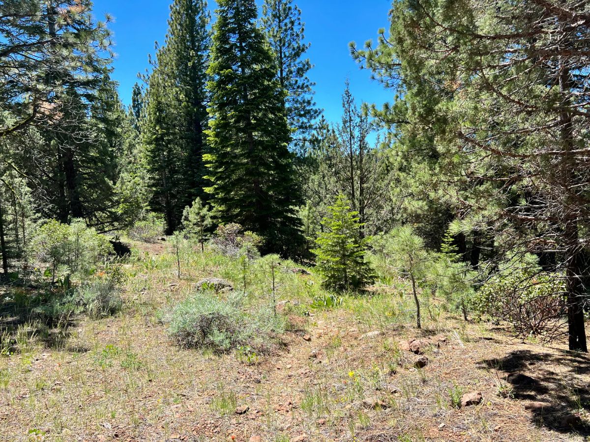 Decorative background for Beautiful California Pines image 7