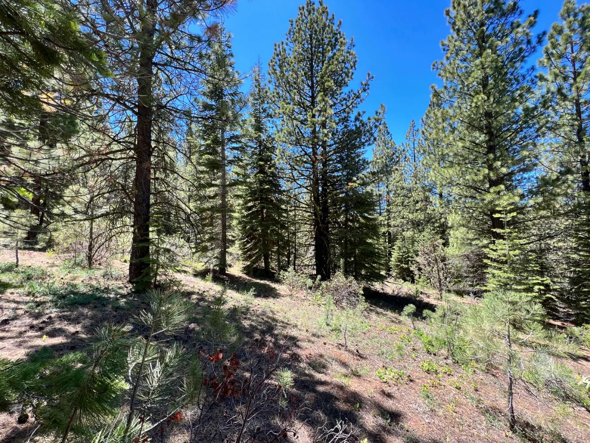 Decorative background for Beautiful California Pines image 8