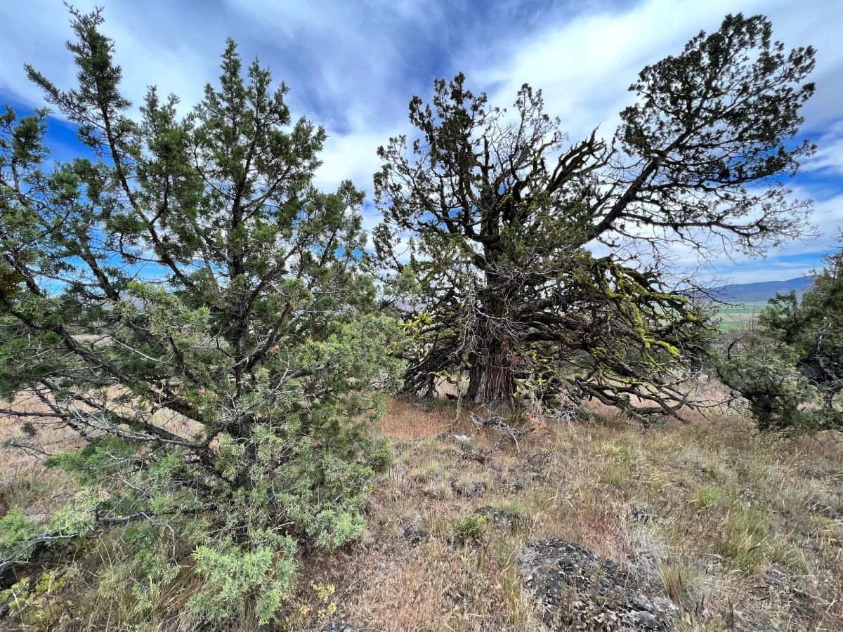 Decorative background for Gentle Slope, Amazing Views image 7