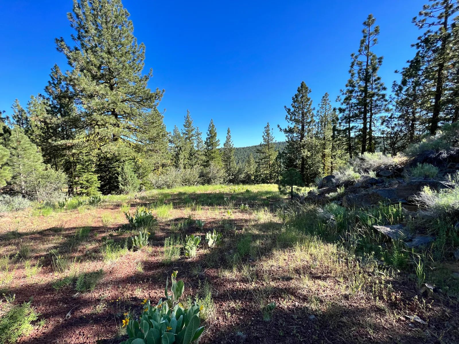 Great Combination of Open and Wooded Areas in Modoc County, CA