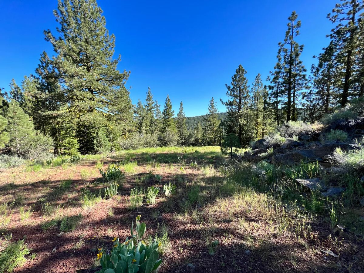 Great Combination of Open and Wooded Areas - Main image