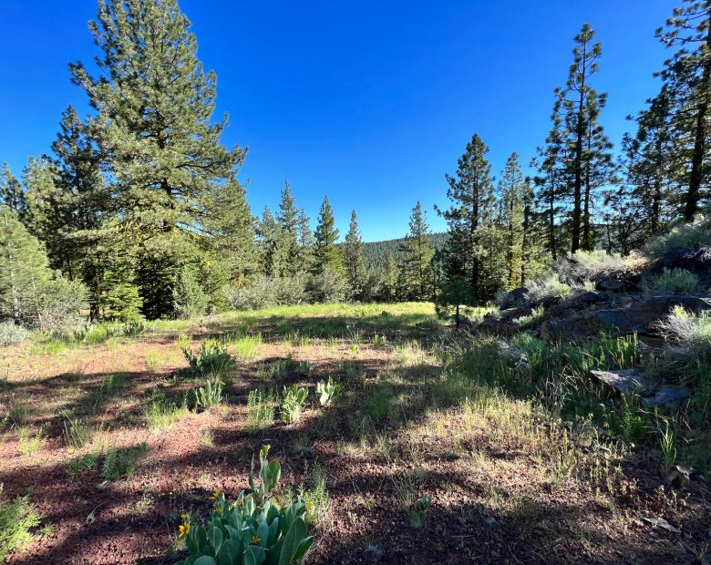 Great Combination of Open and Wooded Areas in Modoc County, CA
