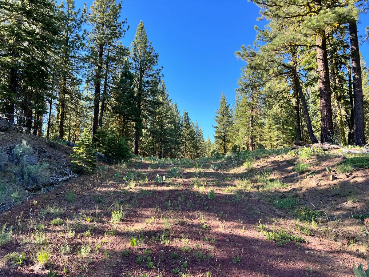 Great Combination of Open and Wooded Areas - Image 2