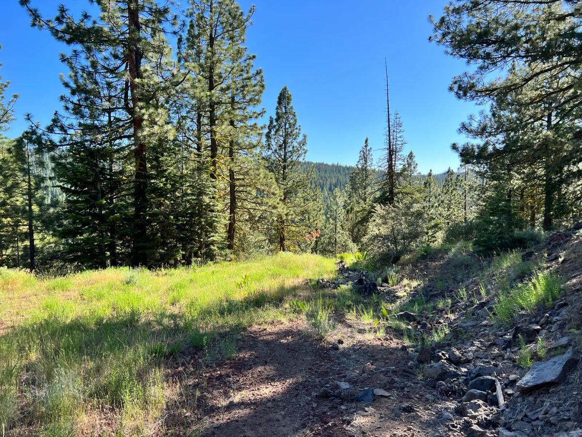 Great Combination of Open and Wooded Areas - Image 3