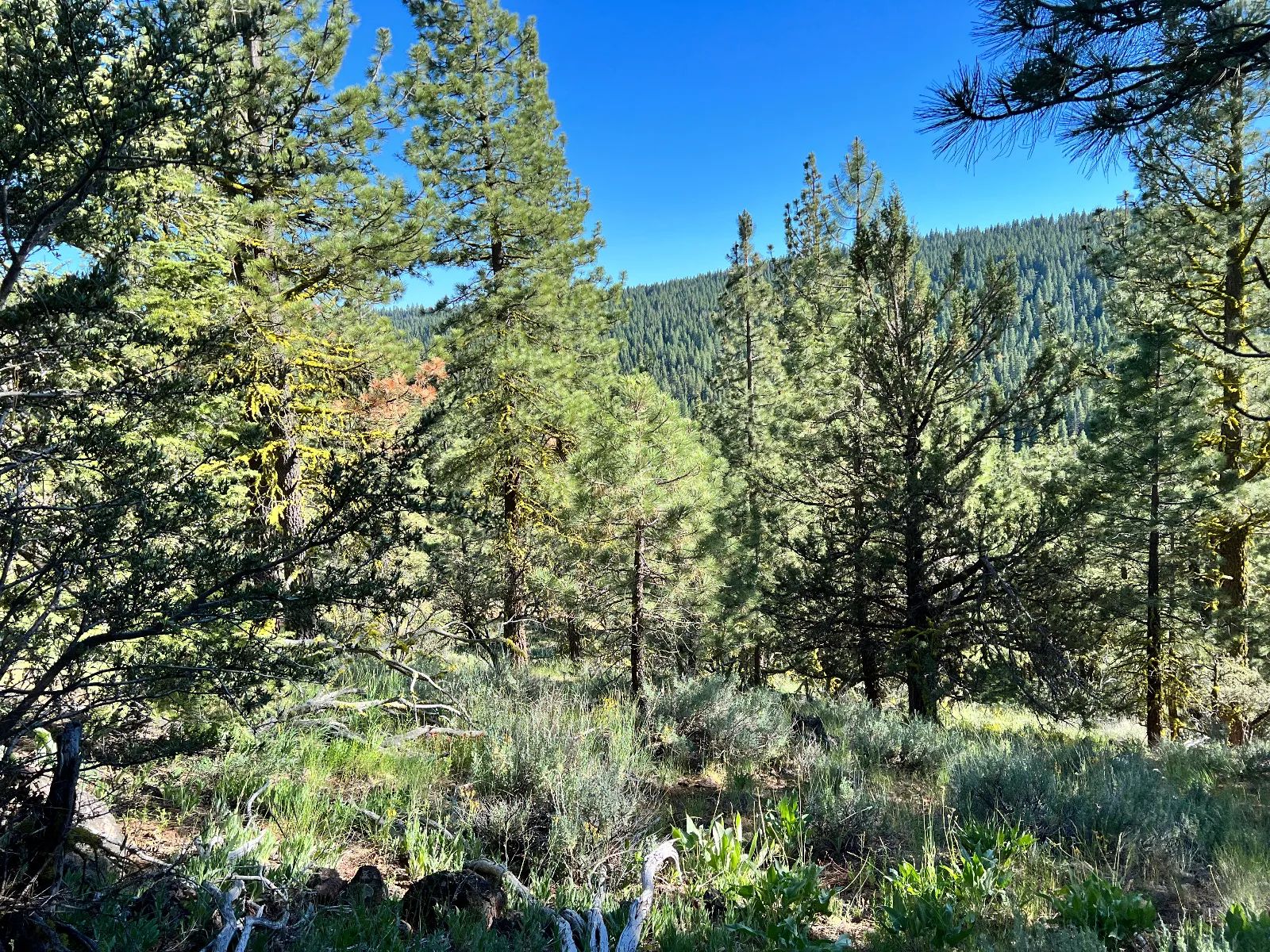 Great Combination of Open and Wooded Areas in Modoc County, CA