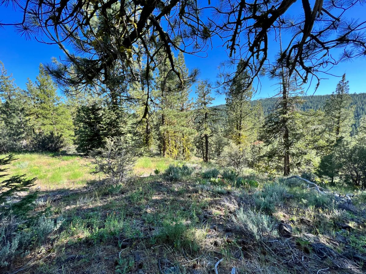 Decorative background for Great Combination of Open and Wooded Areas image 8