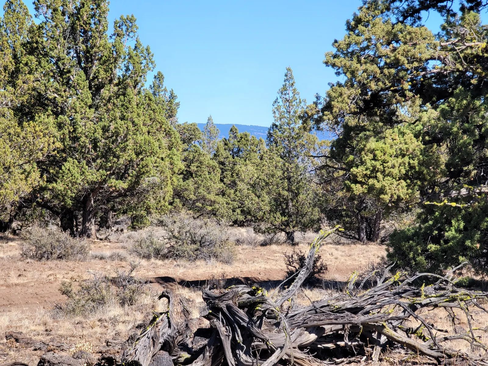 Great Remote California Land Near Alturas in Modoc County, CA