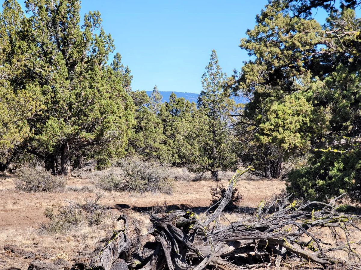 Great Remote California Land Near Alturas - Image 4