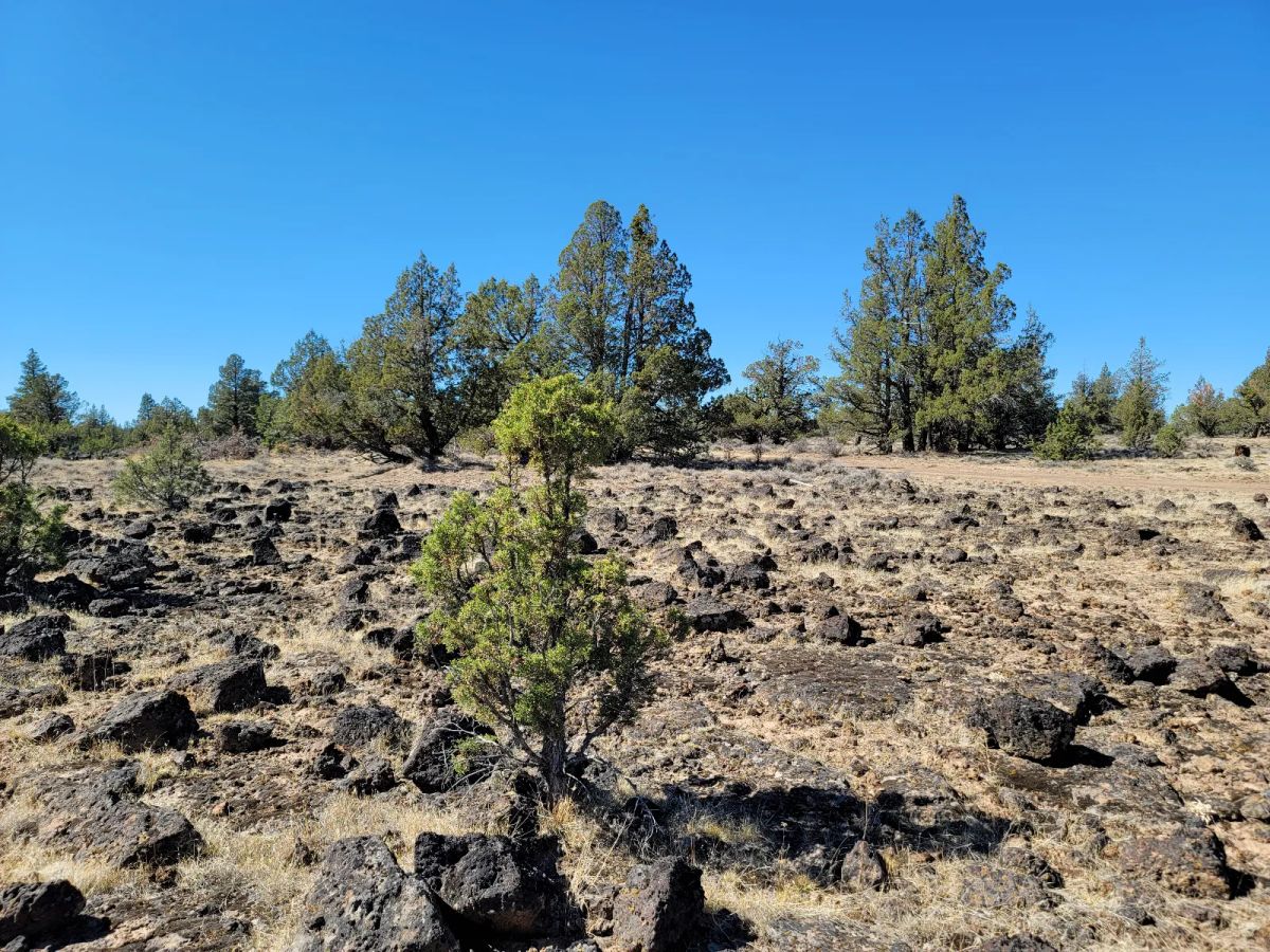 Decorative background for Great Remote California Land Near Alturas image 5