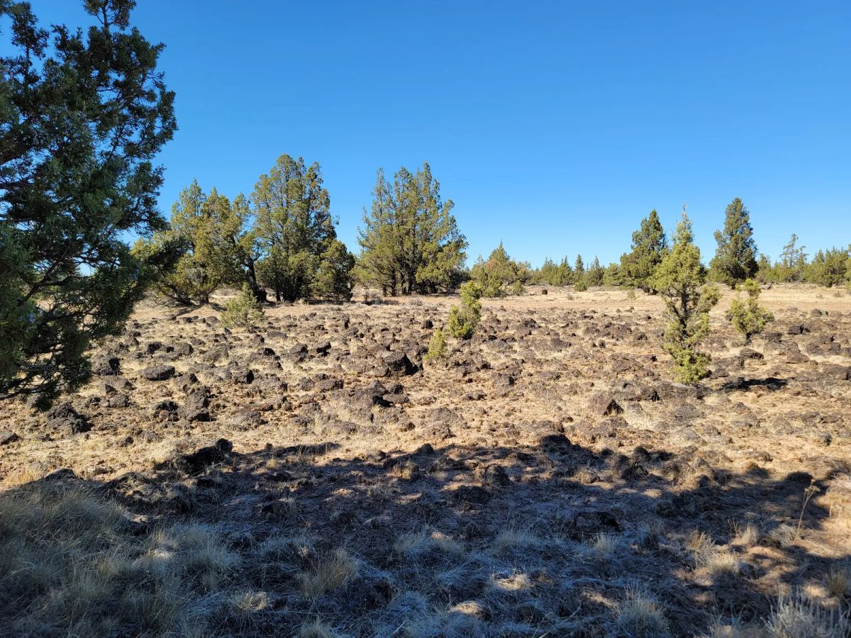 Decorative background for Great Remote California Land Near Alturas image 7