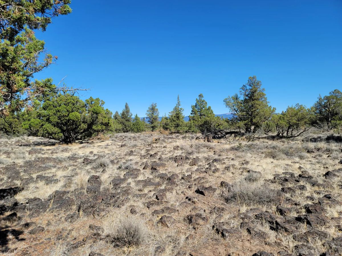 Decorative background for Great Remote California Land Near Alturas image 8