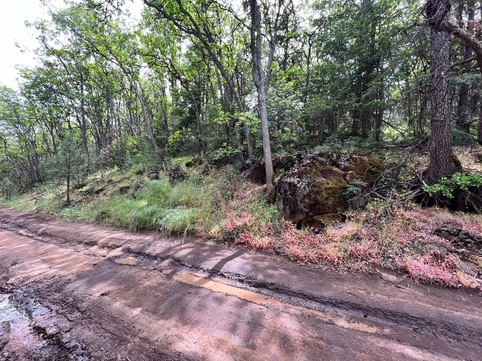Wooded Property in Siskiyou County, CA