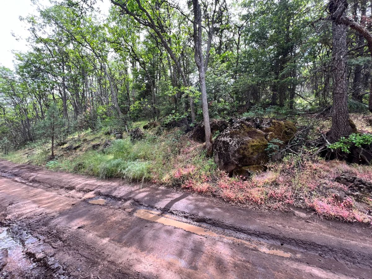 Wooded Property - Image 2