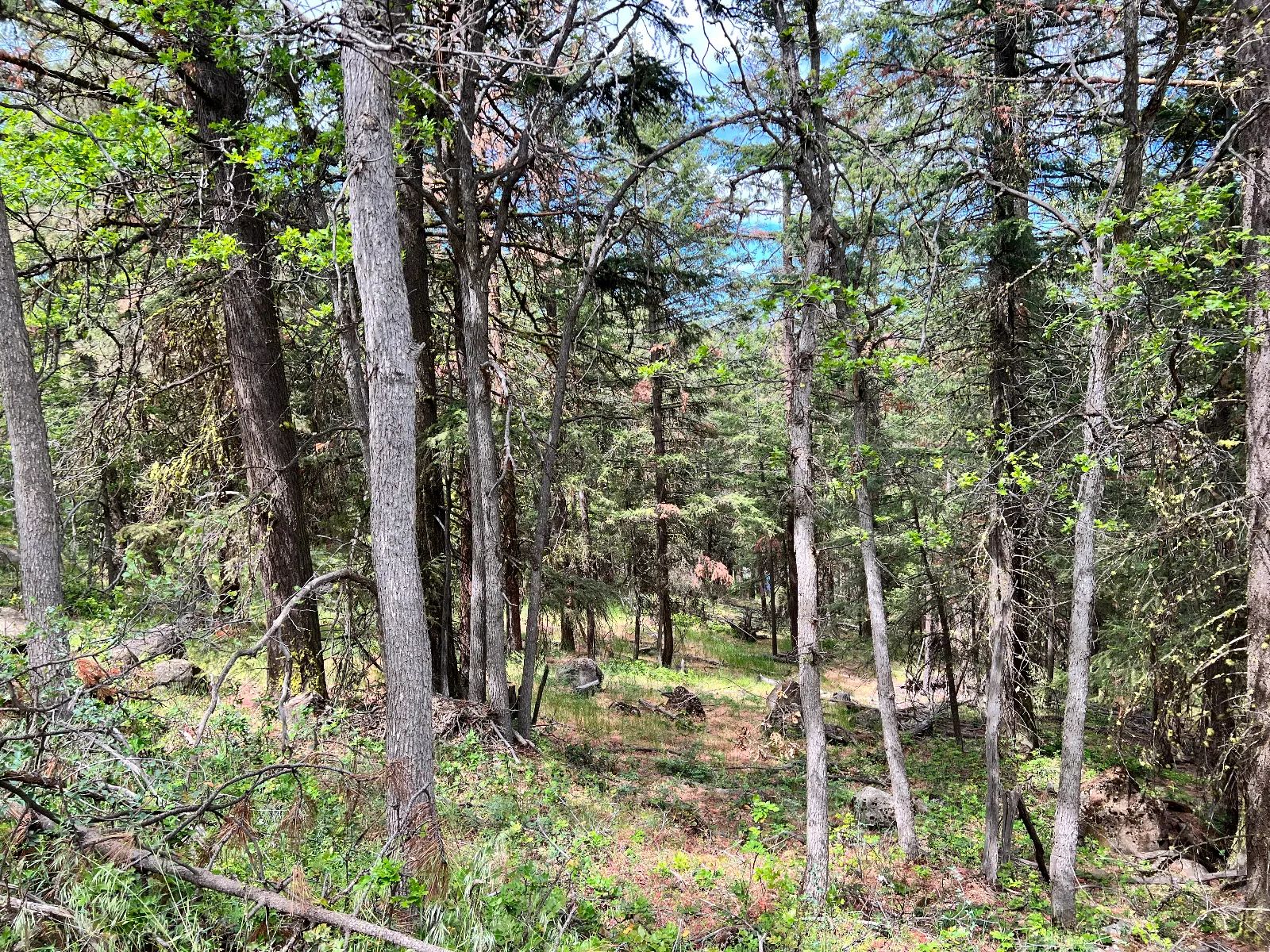 Wooded Property in Siskiyou County, CA