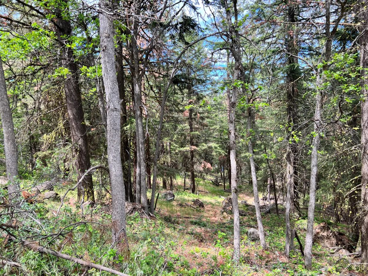 Wooded Property - Image 3