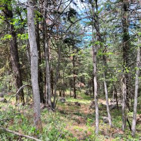 Wooded Property in Siskiyou County, CA