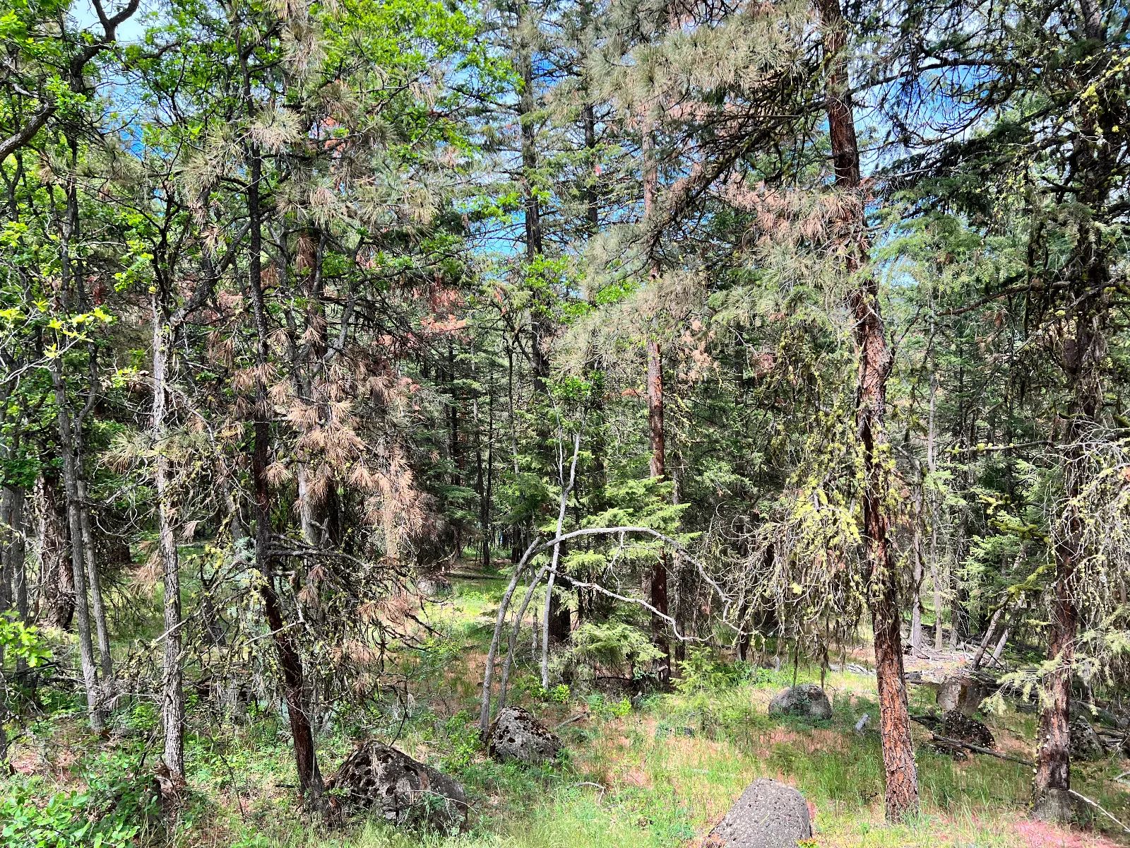 Wooded Property in Siskiyou County, CA