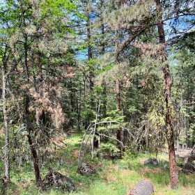Wooded Property in Siskiyou County, CA