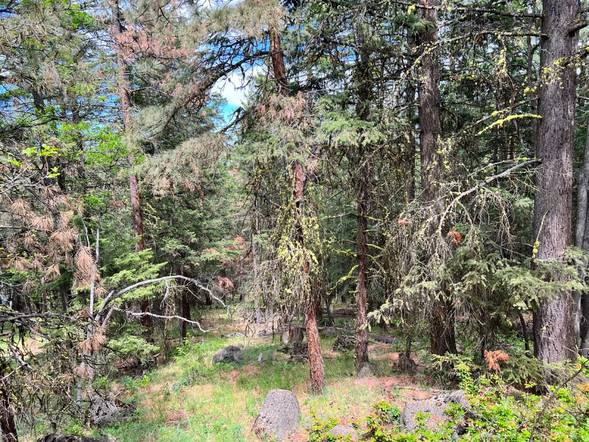 Decorative background for Wooded Property image 5