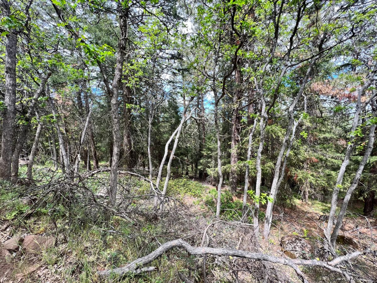 Decorative background for Wooded Property image 6