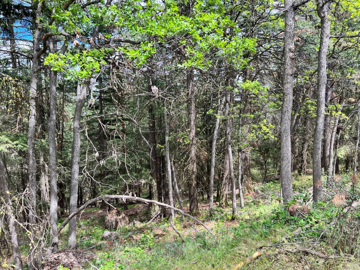 Decorative background for Wooded Property image 8