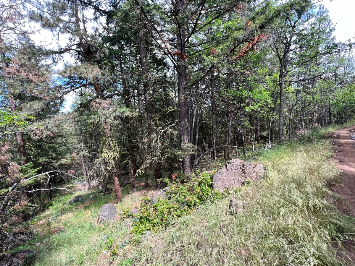 Decorative background for Wooded Property image 9