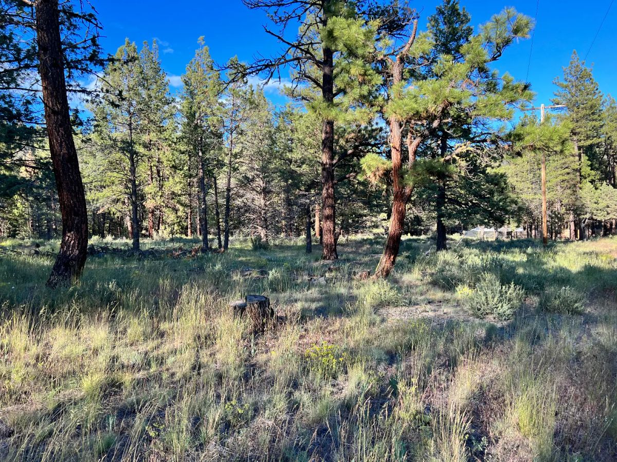 Decorative background for Northern California Land for Sale by Owner – Affordable Prices image 5