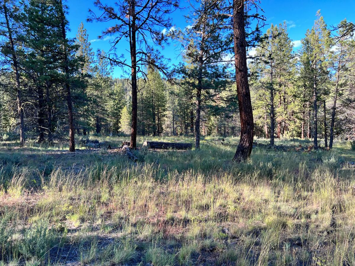 Decorative background for Northern California Land for Sale by Owner – Affordable Prices image 6