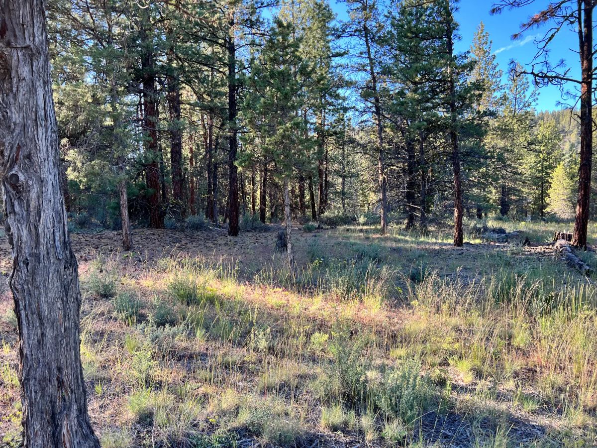 Decorative background for Northern California Land for Sale by Owner – Affordable Prices image 7