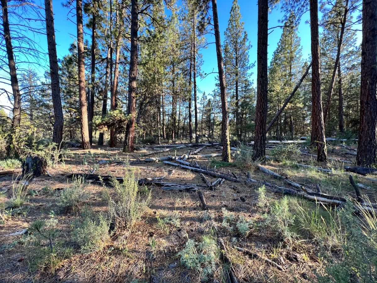 Decorative background for Northern California Land for Sale by Owner – Affordable Prices image 8