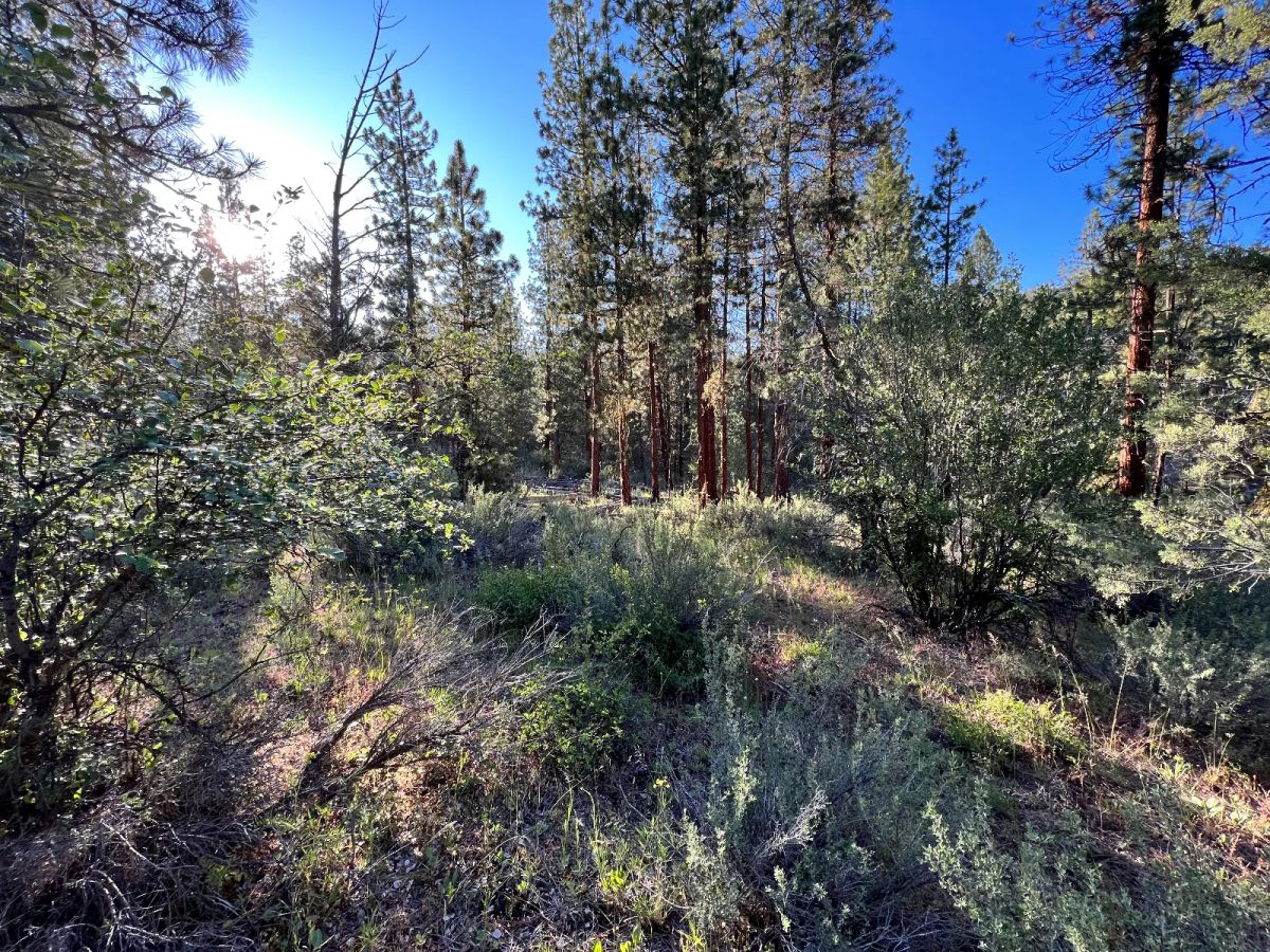 Decorative background for Northern California Land for Sale by Owner – Affordable Prices image 9
