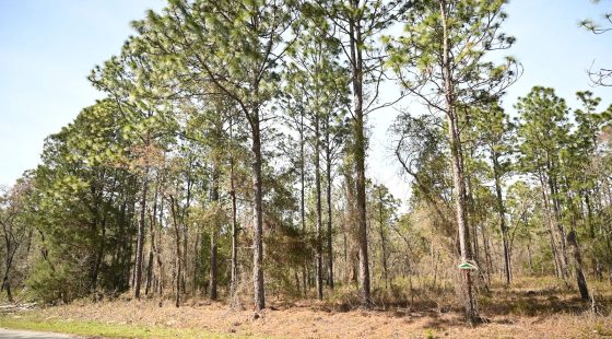 Paved Road, Power in Area in Marion County, FL