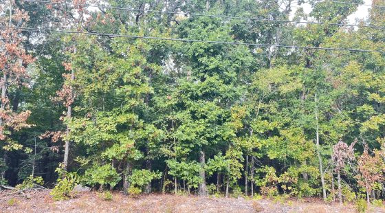 0.45-Acre Ready-to-Build Lot Near Pioneer Lake in Izard County, AR