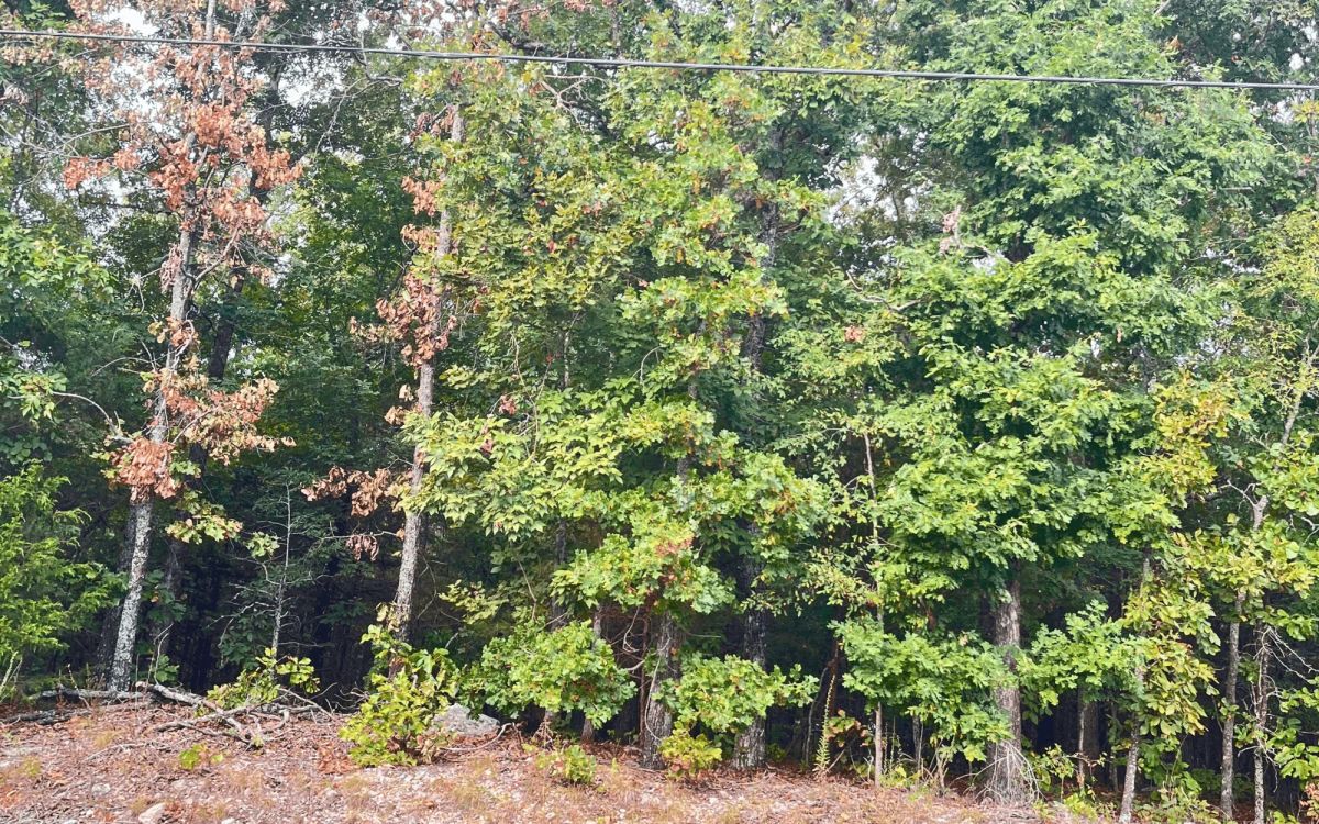 Decorative background for 0.45-Acre Ready-to-Build Lot Near Pioneer Lake image 9