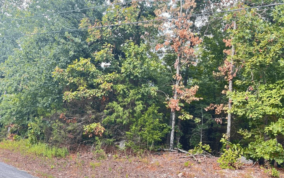 Decorative background for 0.45-Acre Ready-to-Build Lot Near Pioneer Lake image 10