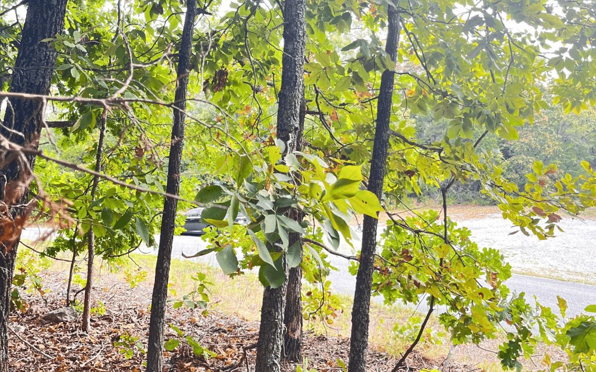 Decorative background for 0.45-Acre Ready-to-Build Lot Near Pioneer Lake image 12