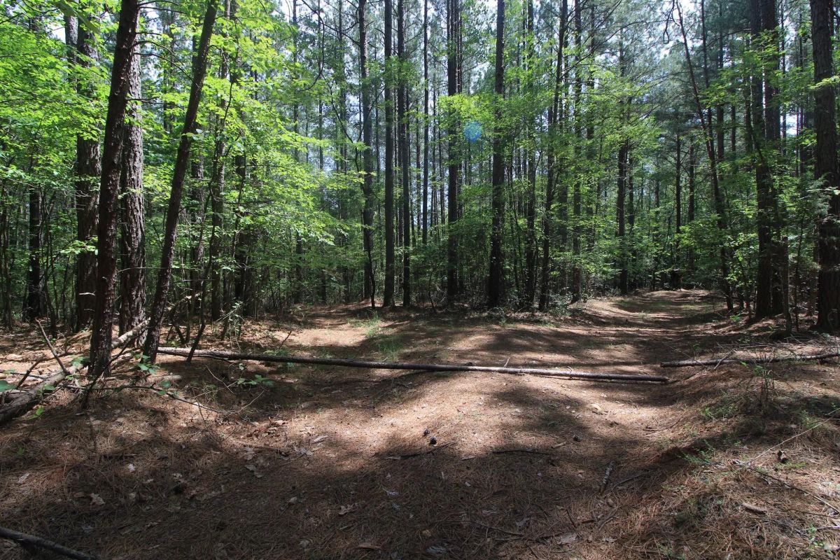 Decorative background for A Private Woodland Retreat Near Leesville Lake image 13