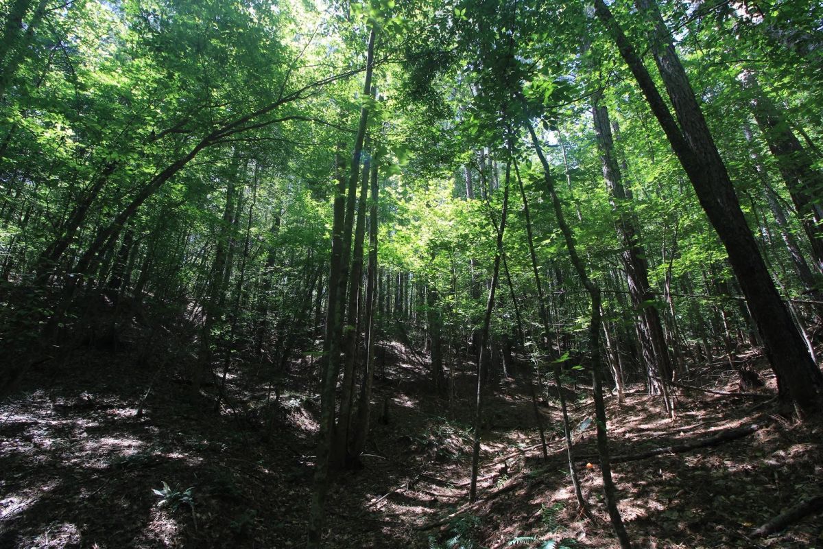 Decorative background for A Private Woodland Retreat Near Leesville Lake image 15