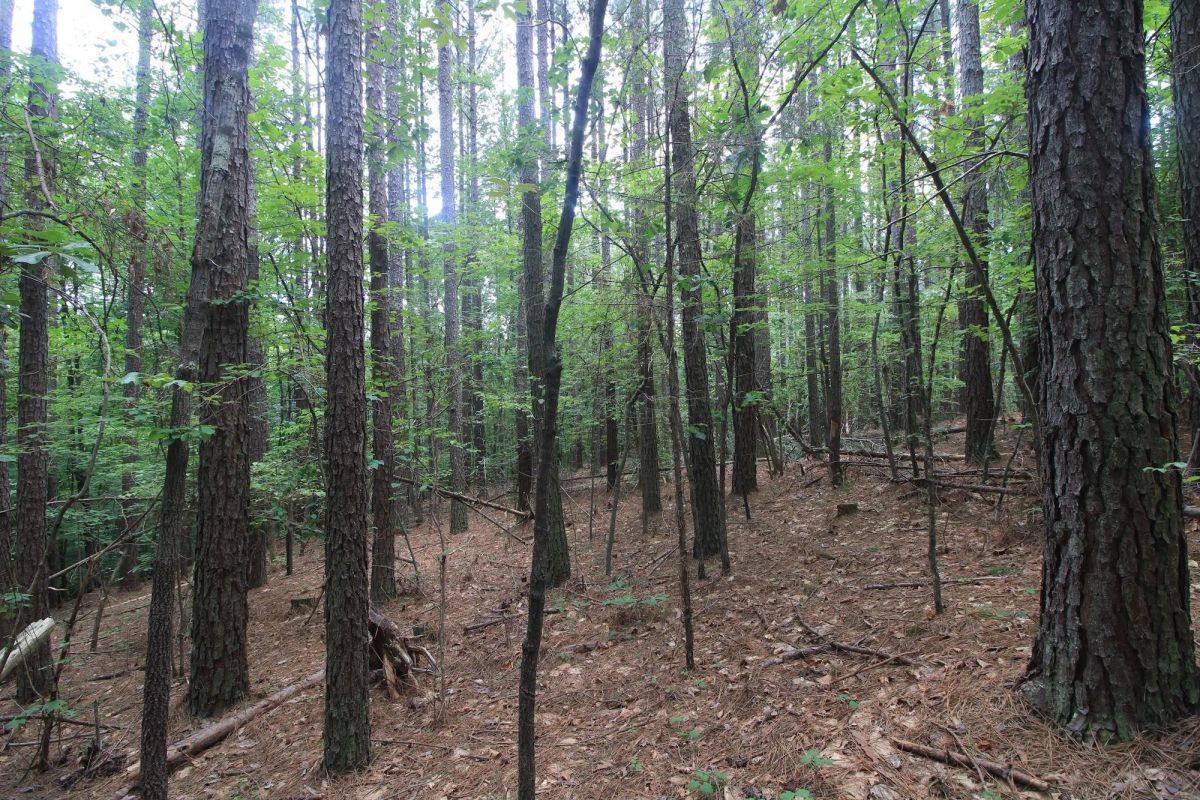Decorative background for A Private Woodland Retreat Near Leesville Lake image 16