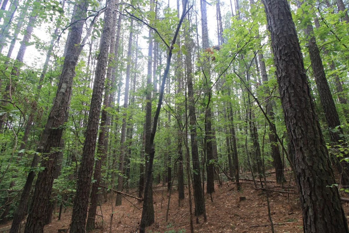 Decorative background for A Private Woodland Retreat Near Leesville Lake image 17