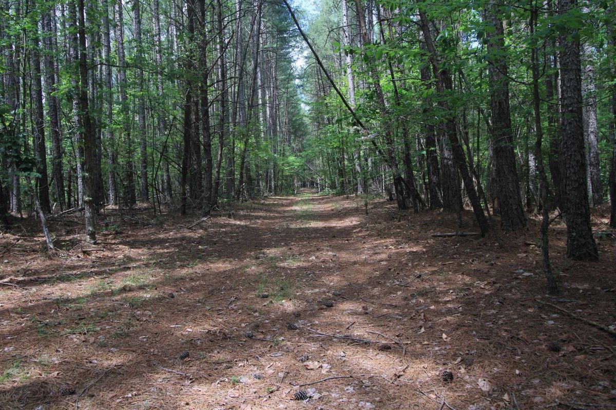 Decorative background for A Private Woodland Retreat Near Leesville Lake image 18