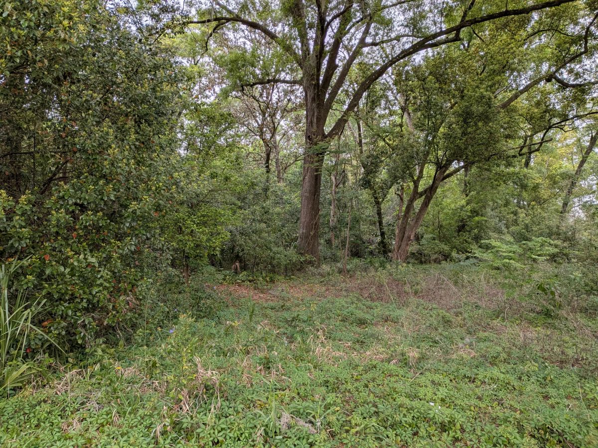 Decorative background for Vacant, Level, Wooded Residential Lot in Ocala, FL image 6