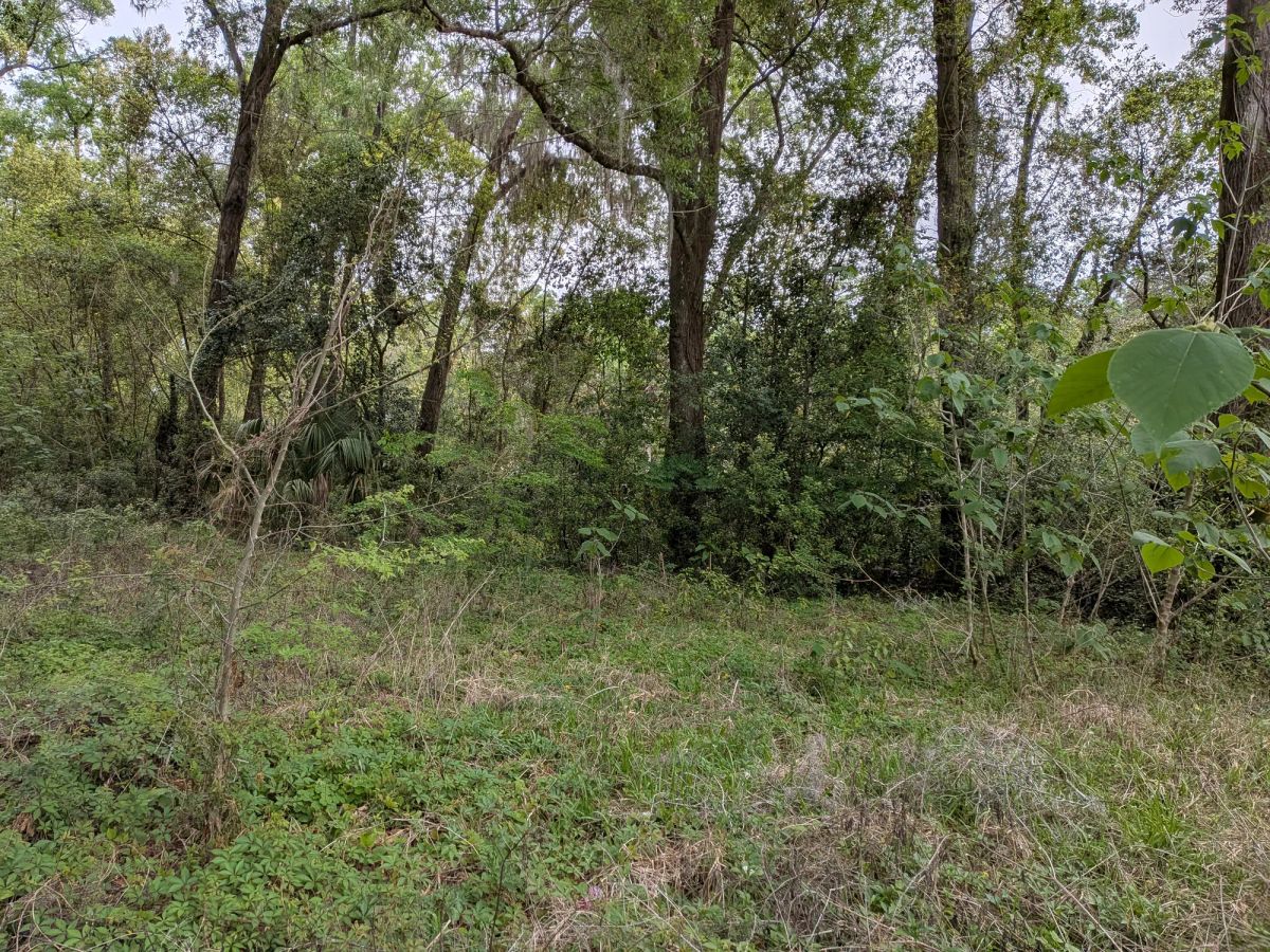 Decorative background for Vacant, Level, Wooded Residential Lot in Ocala, FL image 7