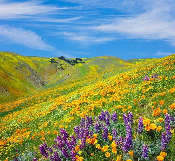 9+ Acres for sale in Tehachapi - Main image