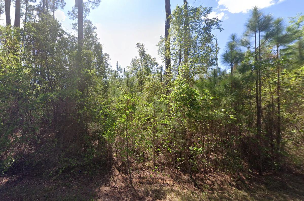 Level, Residential Lot near Lake George, FL - Main image