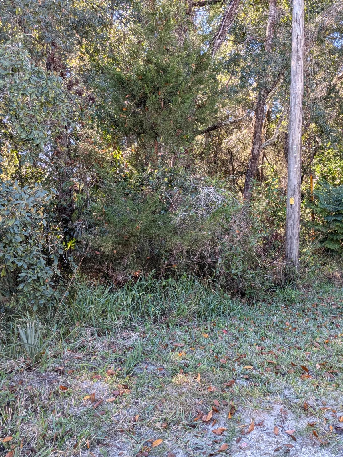 Mixed Residential Vacant Lot Near Lake Weir in Summerfield, FL - Image 2