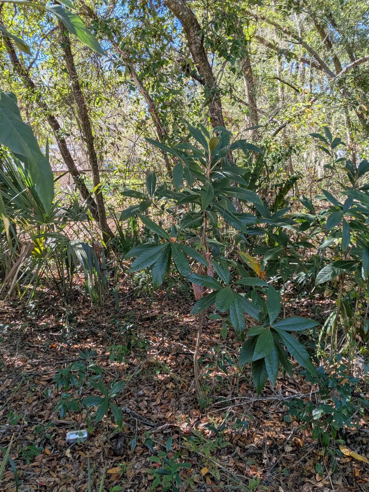 Mixed Residential Vacant Lot Near Lake Weir in Summerfield, FL - Image 4